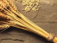 Sifted Like Wheat: The Trying of Our Faith